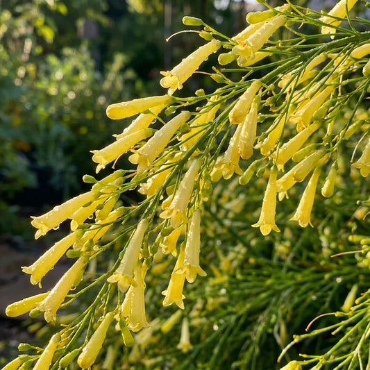 Russelia Equisetiformis ‘Lemon Falls’ (Yellow Firecracker Plant)