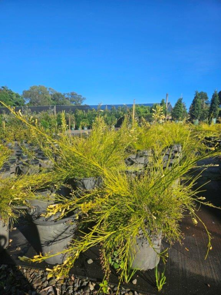 Russelia Equisetiformis ‘Lemon Falls’ (Yellow Firecracker Plant)