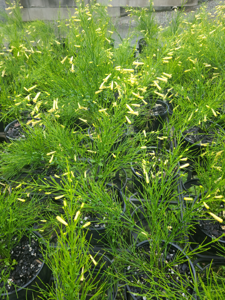Russelia Equisetiformis ‘Lemon Falls’ (Yellow Firecracker Plant)