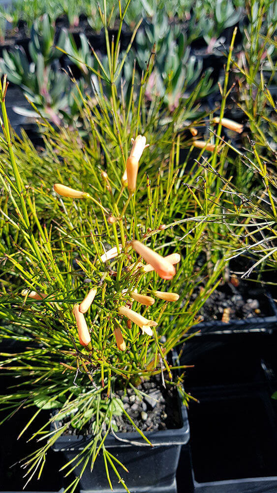 Russelia Equisetiformis ‘Lemon Falls’ (Yellow Firecracker Plant)
