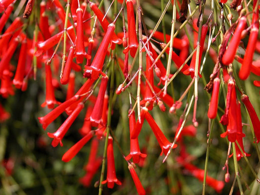 Russelia equisetiformis ‘Ruby Falls’ (Ruby Falls Firecracker Plant)