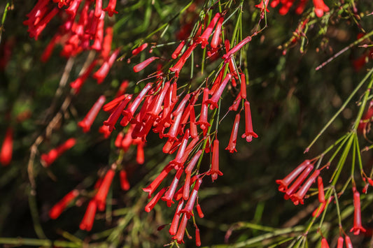 Russelia Equisetiformis (Juncea) (Firecracker Plant / Fountain Bush)
