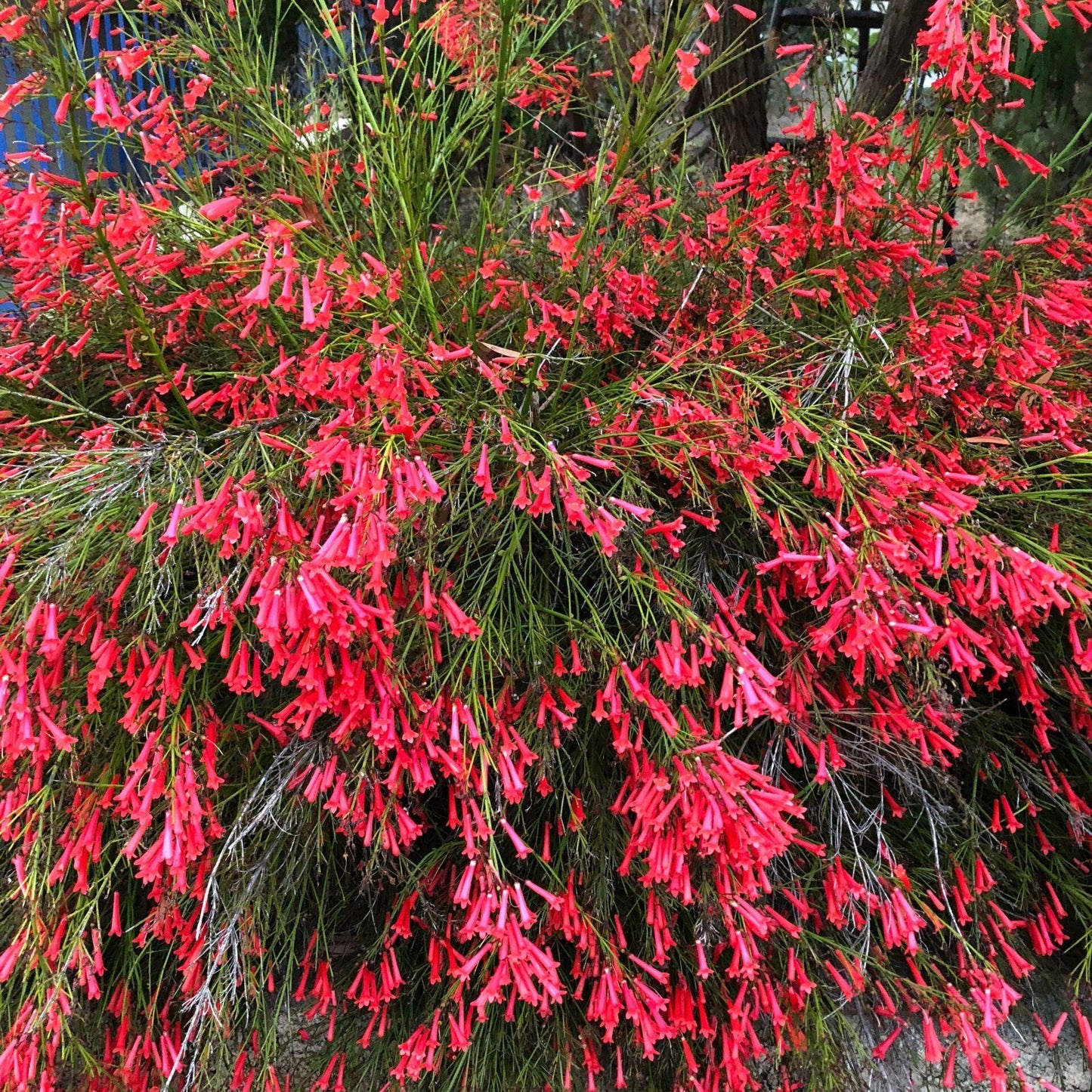 Russelia Equisetiformis (Juncea) (Firecracker Plant / Fountain Bush)