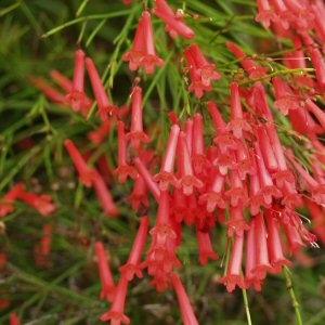 Russelia equisetiformis (juncea) – Fountain Bush