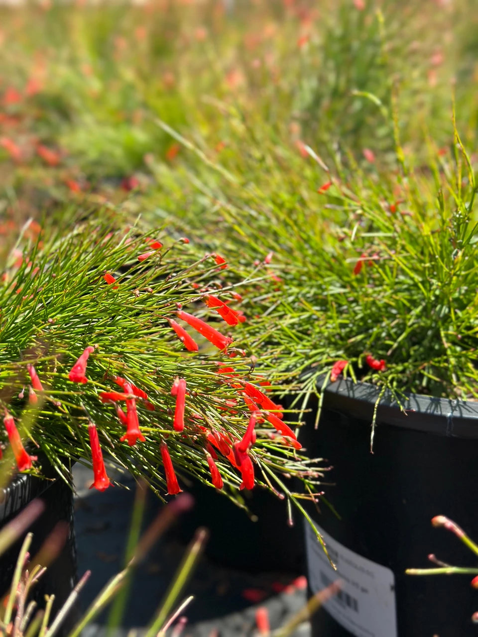 Russelia Equisetiformis (Juncea) (Firecracker Plant / Fountain Bush)