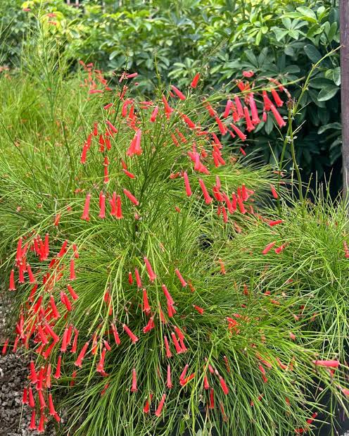 Russelia Equisetiformis (Juncea) (Firecracker Plant / Fountain Bush)
