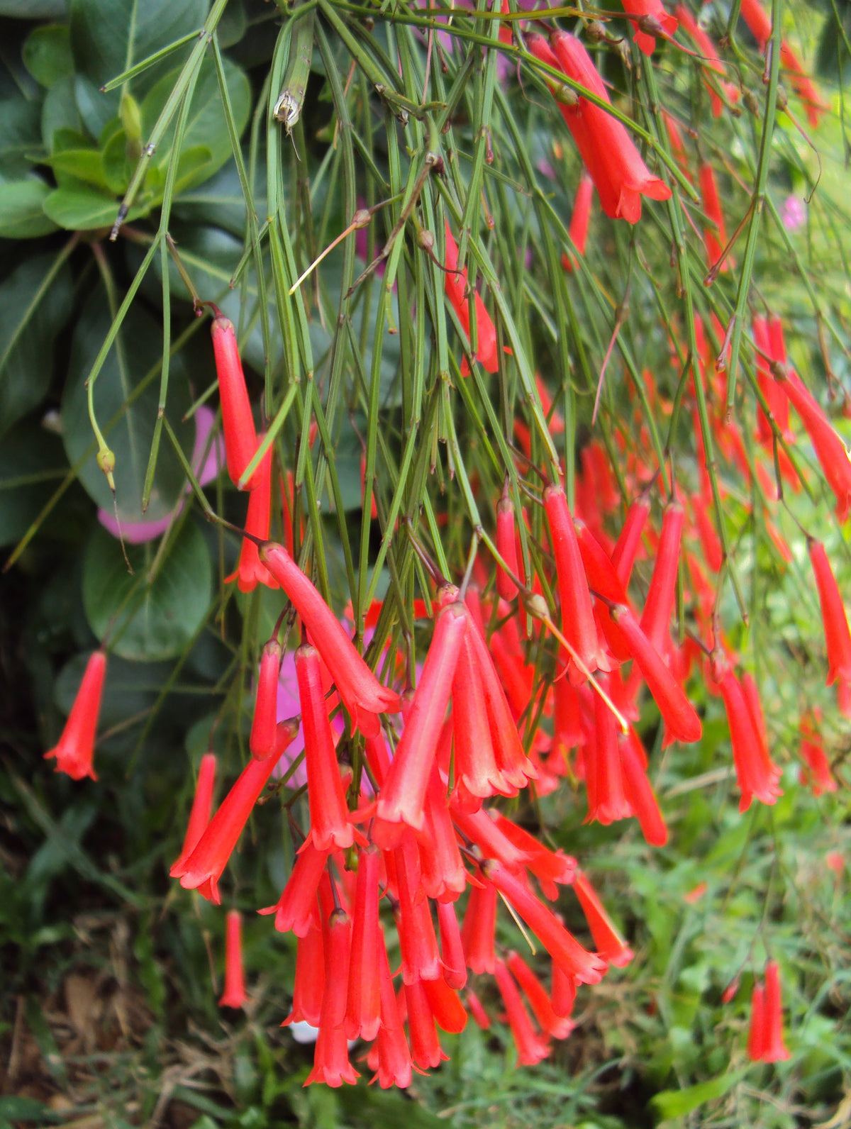Russelia Equisetiformis (Juncea) (Firecracker Plant / Fountain Bush)