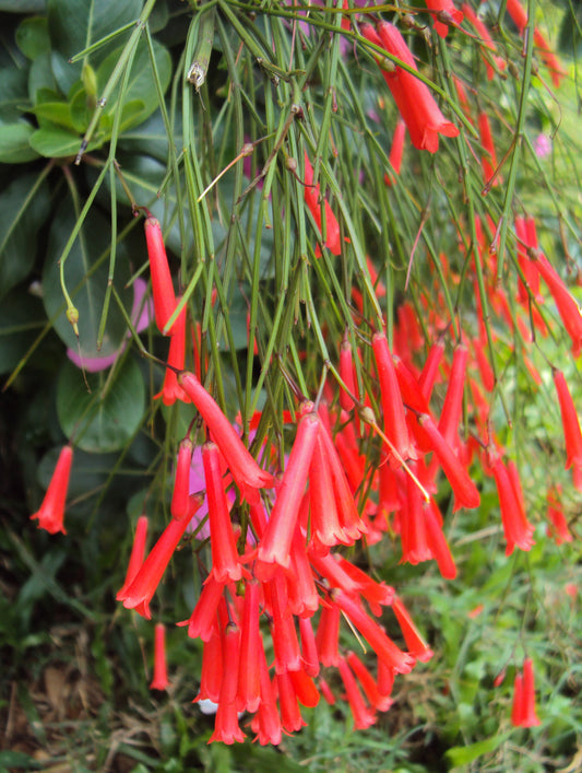 Russelia Equisetiformis (Juncea) (Firecracker Plant / Fountain Bush)