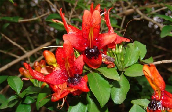 Ruttya fruticosa (Jammy Mouth)