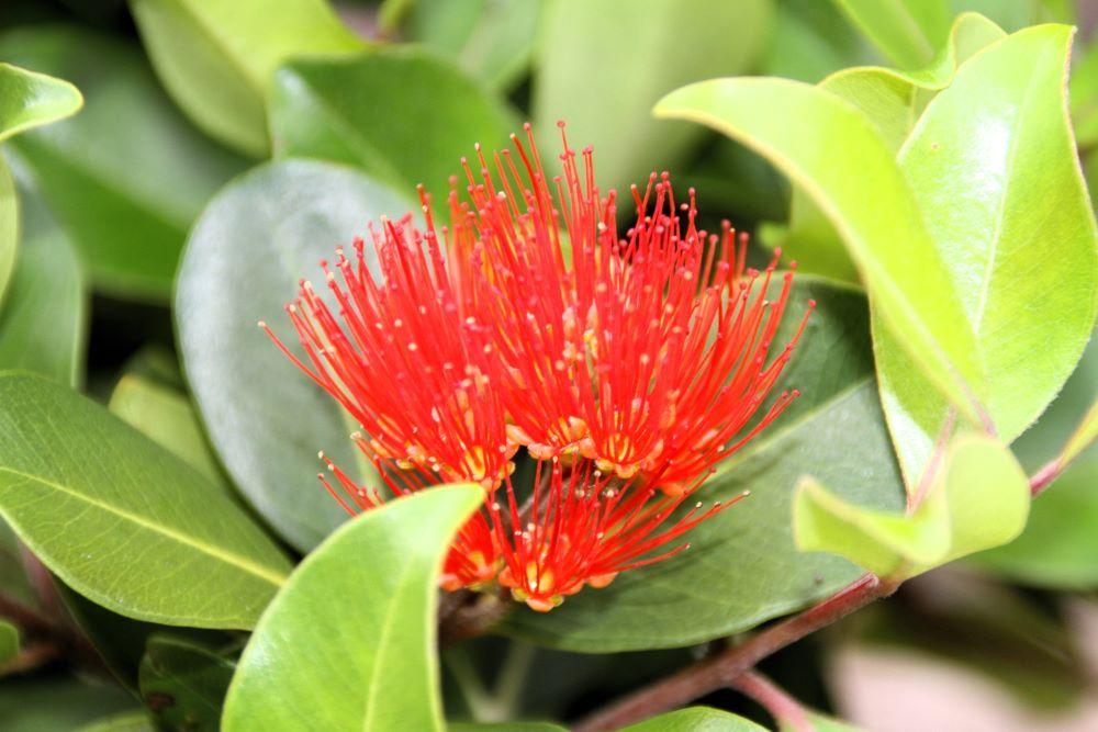 Metrosideros Collina ‘Little Ewan’ (Dwarf New Zealand Christmas Bush)