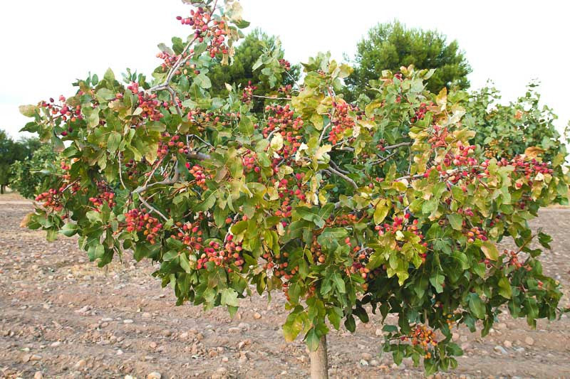 Pistacia vera (Pistachio)