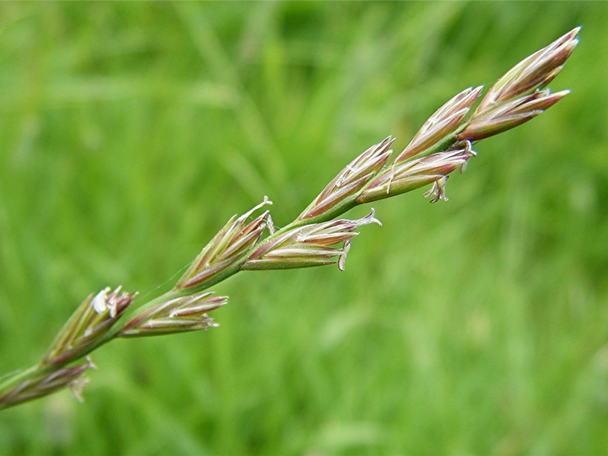 Lolium Perenne (Pet Grass)