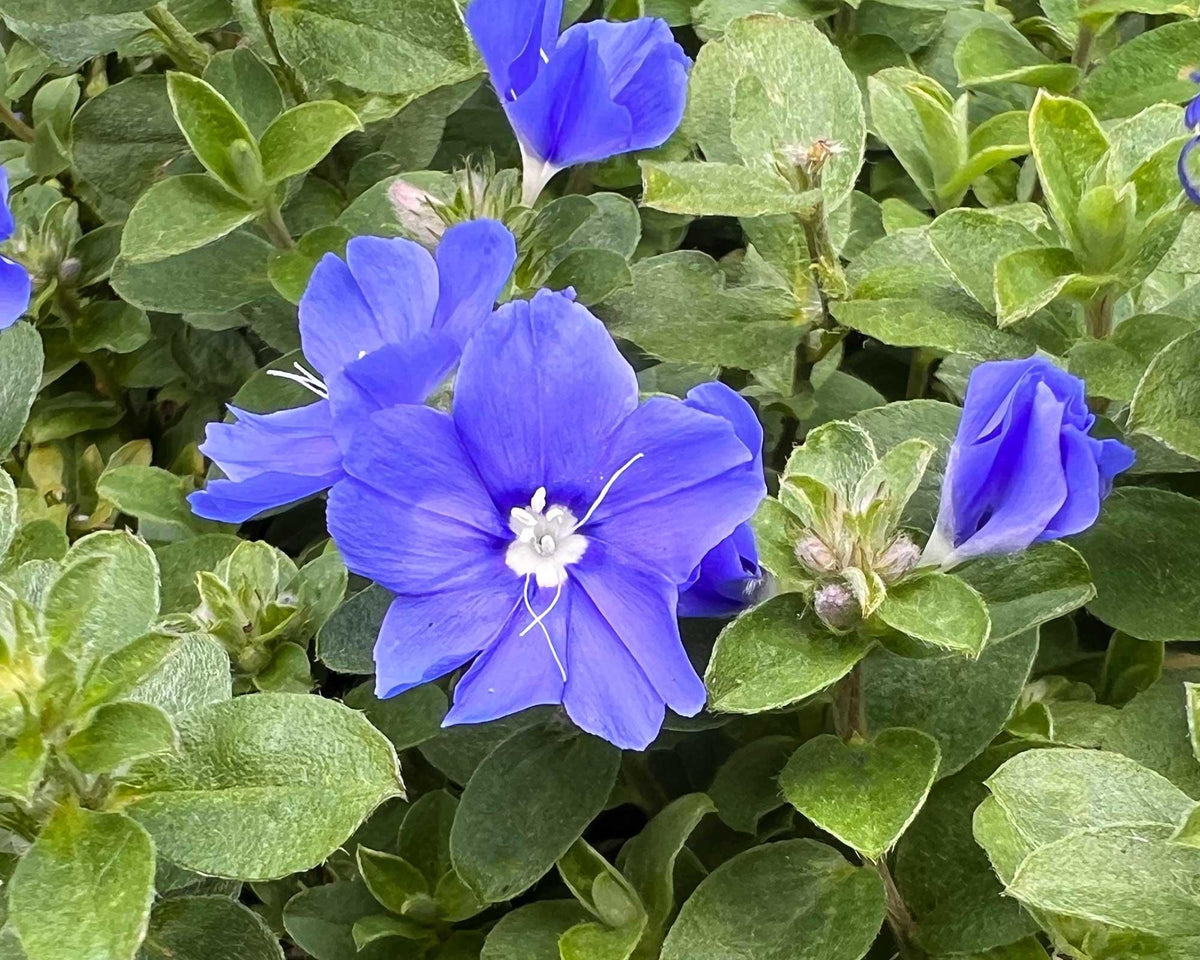 Evolvulus pilosus ‘Sapphire Blue’ (Evolvulus Sapphire)