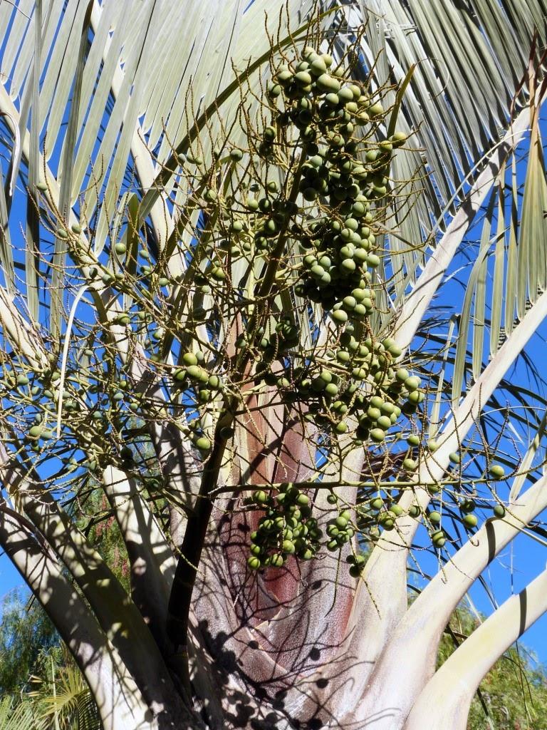 Chrysalidocarpus Decaryi (Triangle Palm)