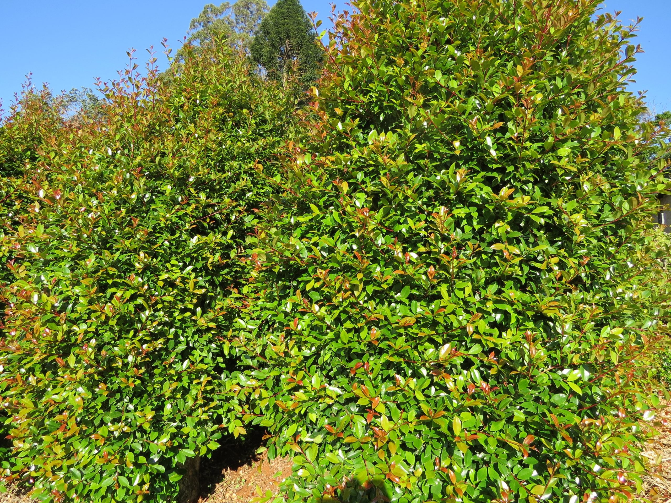 Syzygium Australe 'Lilly Pilly'