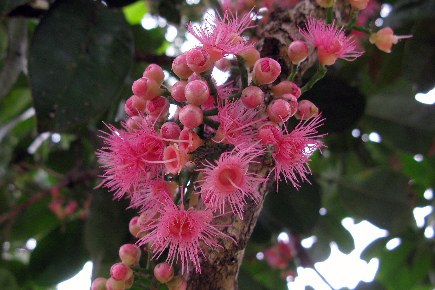 Syzygium Moorei 'Coolamon Tree'