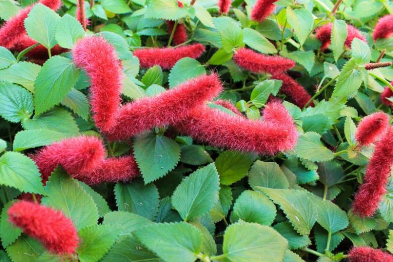 Acalypha Reptans (Red Cats Tail)