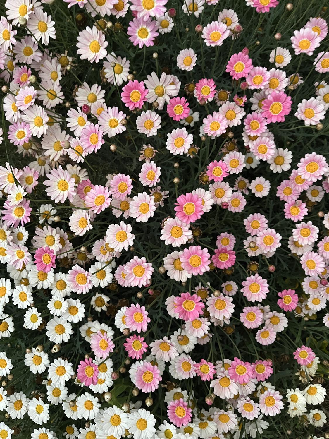 Argyranthemum Frutescens (Marguerite Daisy)