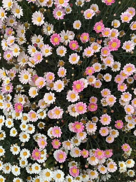 Argyranthemum Frutescens (Marguerite Daisy)