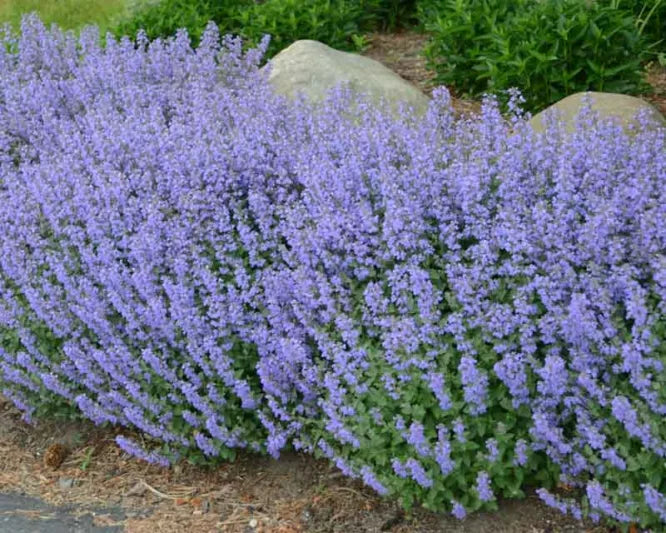 Nepeta x faassenii Walkers Blue (Catmint)