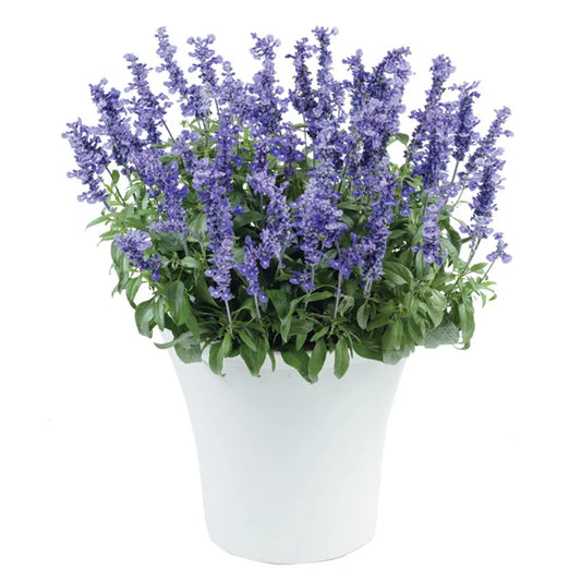Salvia ‘Sallyfun Deep Ocean’ (Sage)