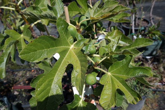 Ficus Carica ‘White Adriatic’ (White Adriatic Fig)