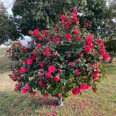 Camellia Japonica ‘Volunteer’ (Volunteer Camellia)