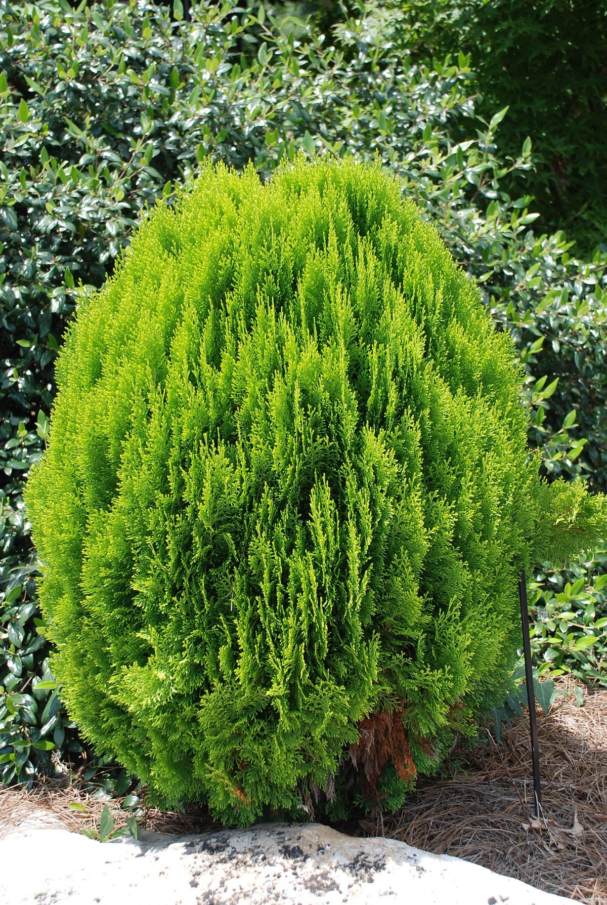 Platycladus Orientalis ‘Morgan’ (Morgan’s Oriental Arborvitae)