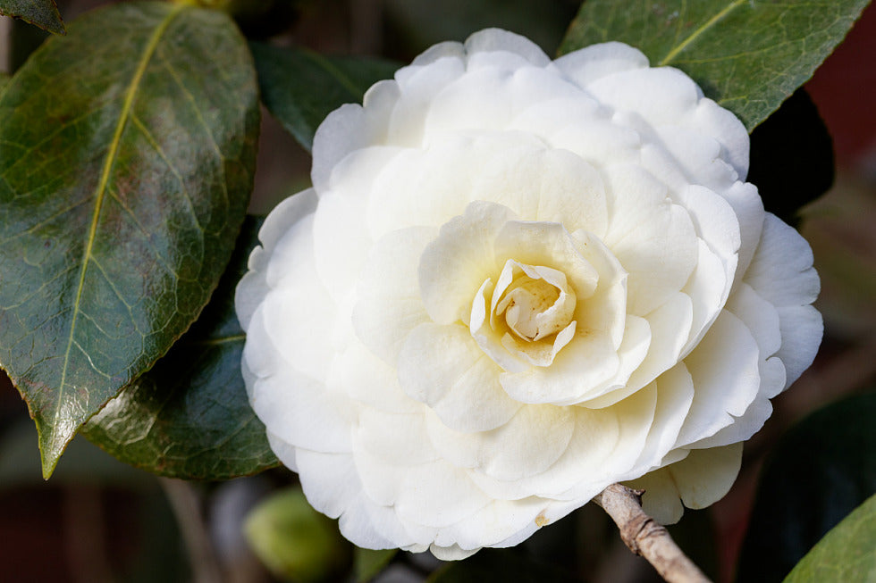 Camellia japonica ‘Dahlonega’