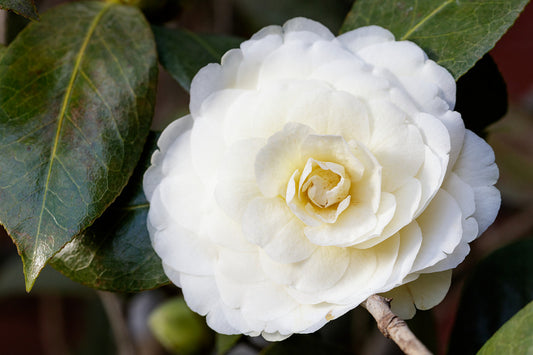 Camellia japonica ‘Dahlonega’