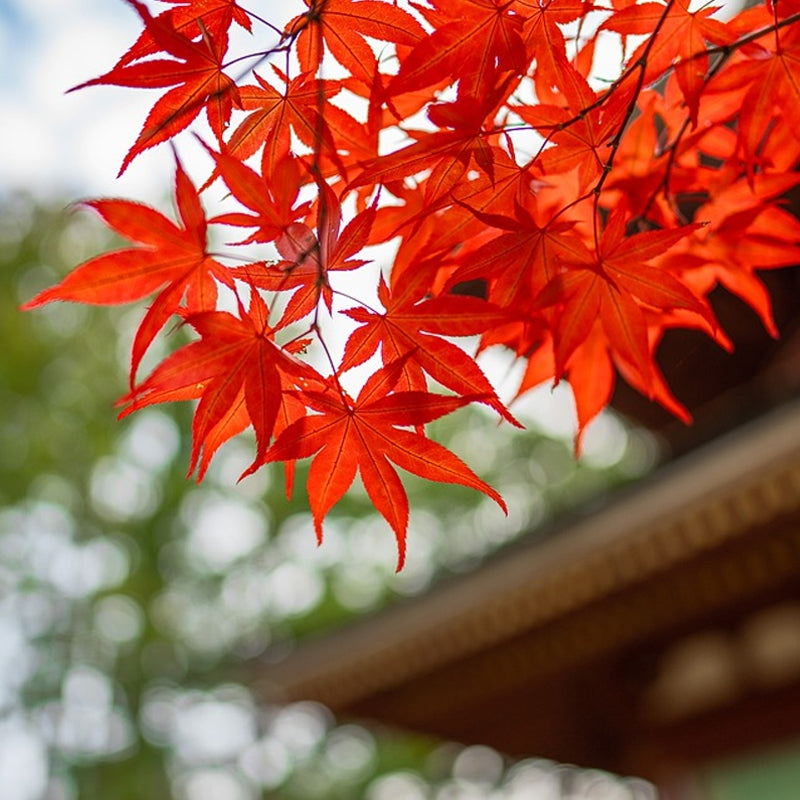 Detailed view of vibrant red, lobed leaves of Acer Palmatum 'Atropurpureum,' displaying its striking autumn colour.