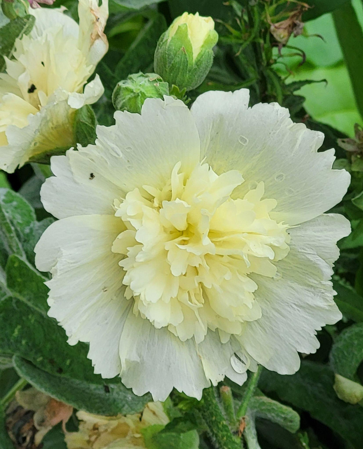 Alcea Rosea Annua 'Spring Lemon' (Hollyhock Spring Lemon)