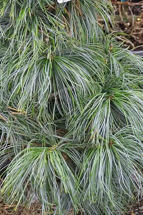 Pinus koraiensis ‘Dragon Eye’ – Korean Pine