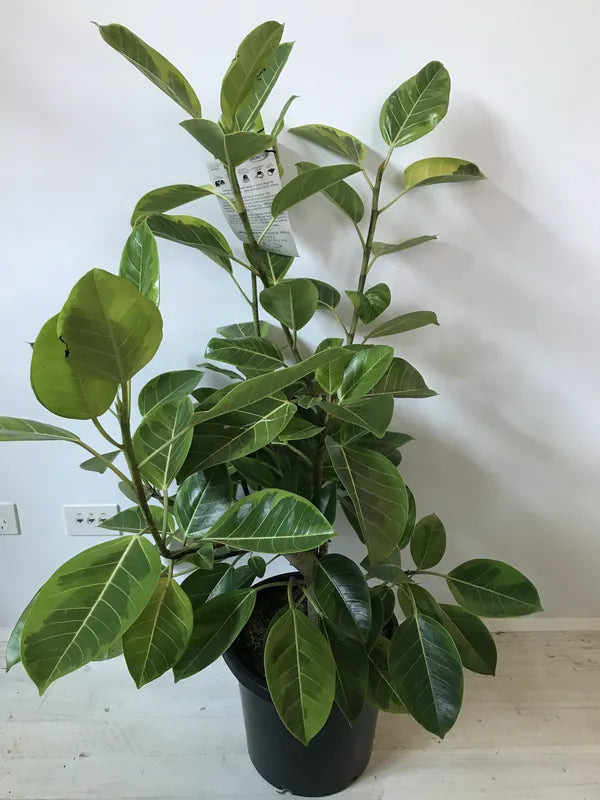 Ficus elastica ‘Lime Splice’