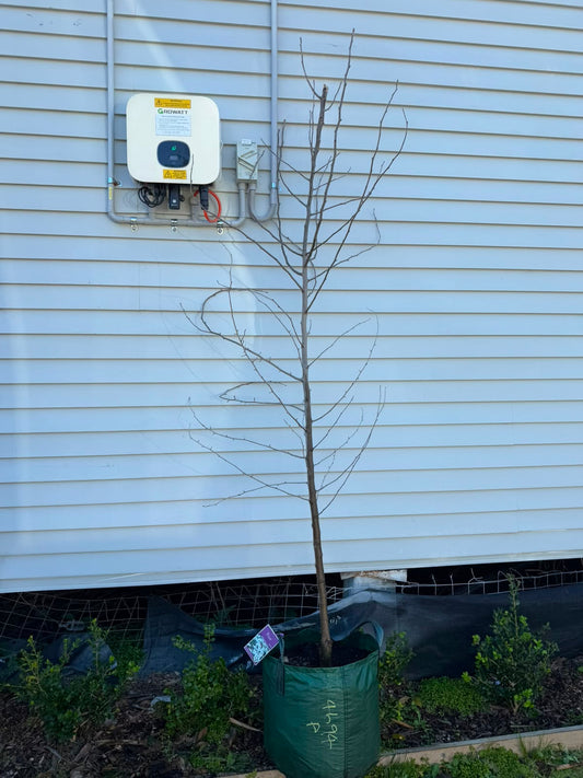 Pyrus Nivalis (Snow Pear) CLEARANCE