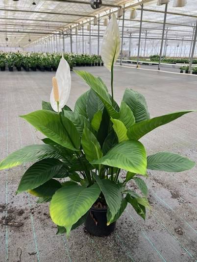 Spathiphyllum ‘Stephanie’ (Stephanie Peace Lily)