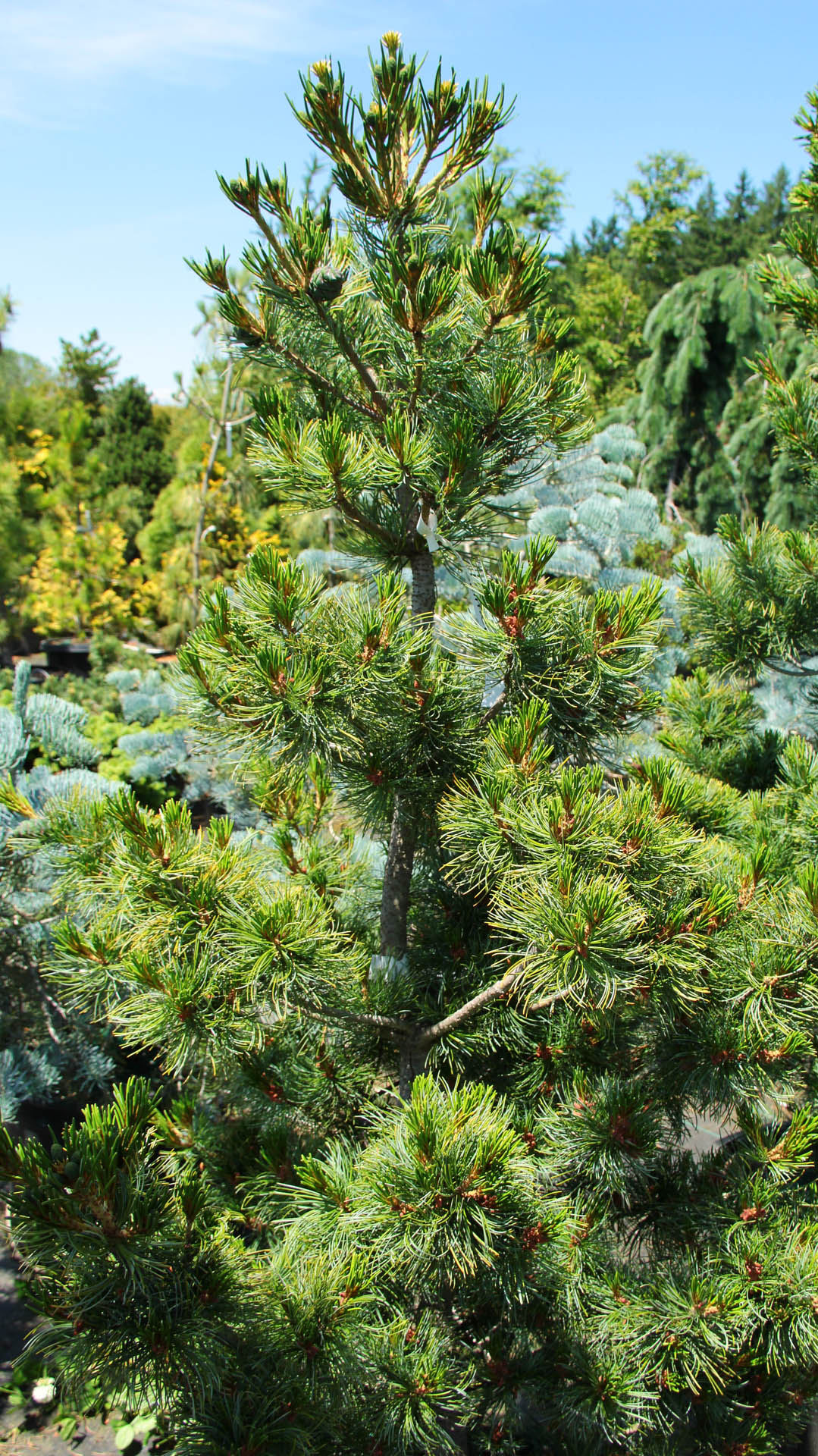 Pinus parviflora ‘Ibo-can’ (Japanese White Pine)