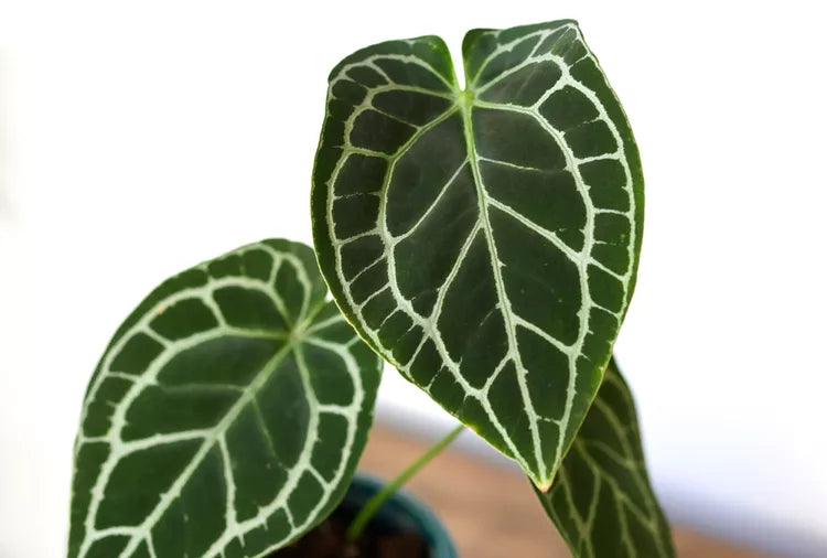Anthurium crystallinum – Crystal Anthurium