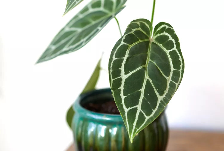 Anthurium crystallinum – Crystal Anthurium