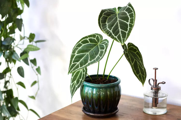 Anthurium crystallinum – Crystal Anthurium