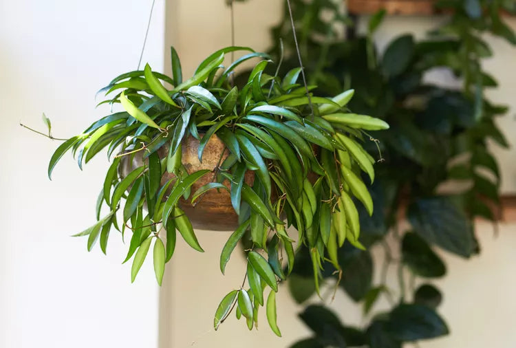 Hoya wayetii