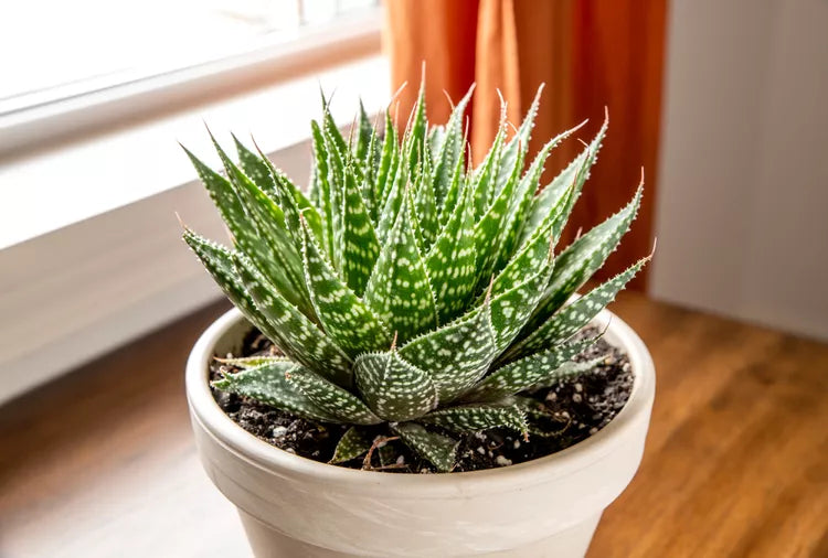 Aristaloe aristata (Lace Aloe / Torch Plant)