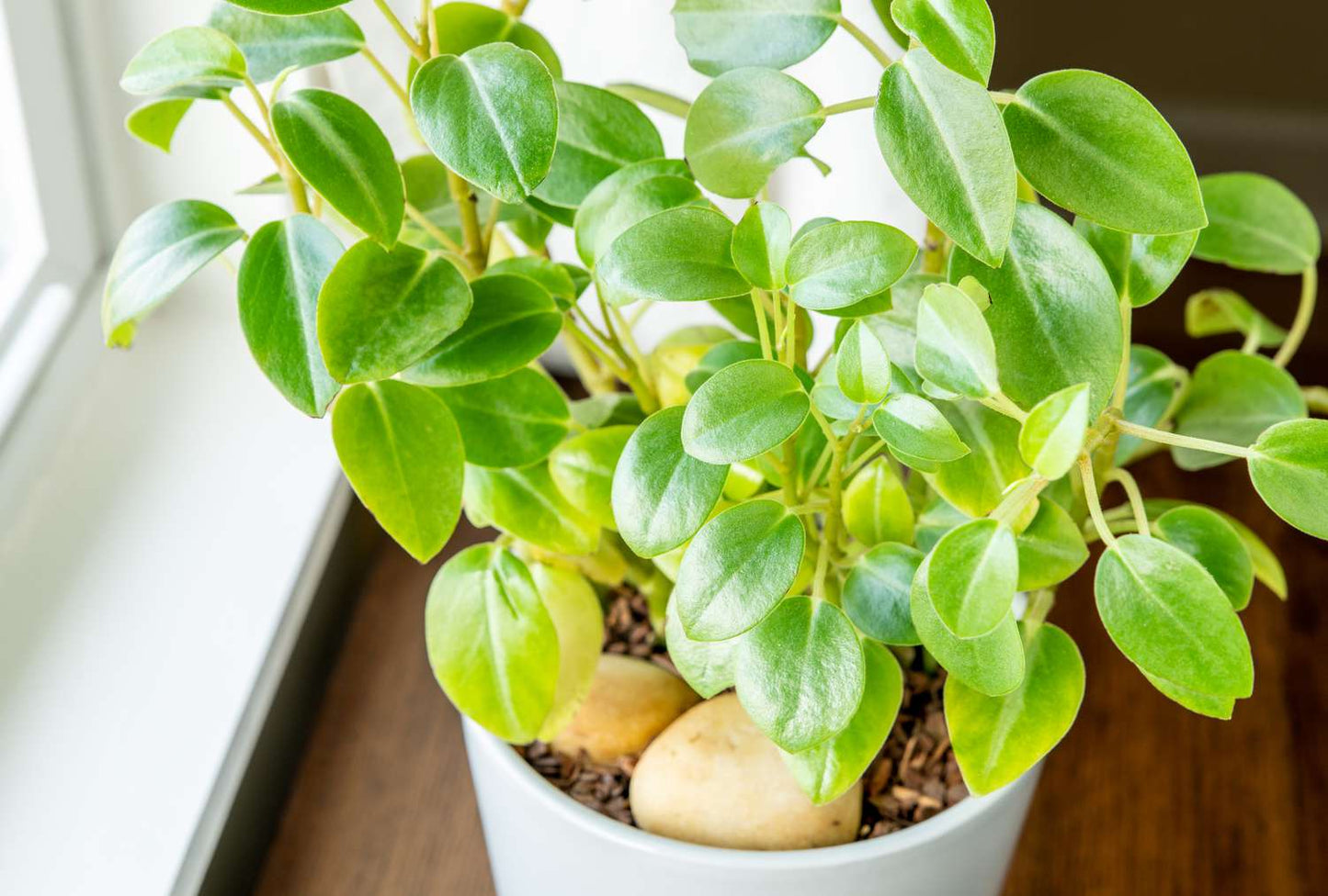 Peperomia 'Pixie' (Pixie Peperomia)