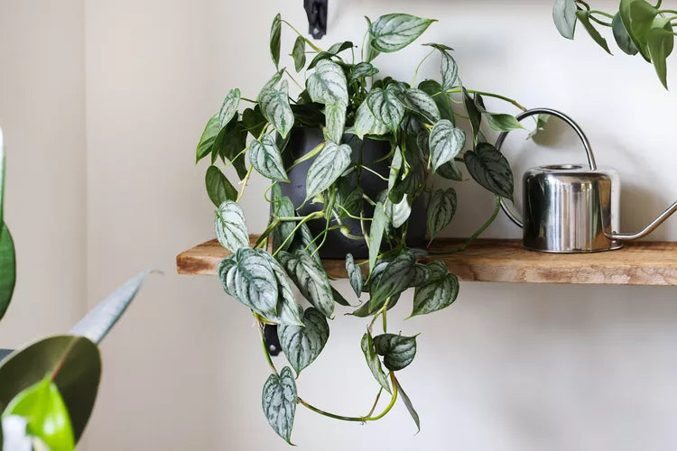 Philodendron Brandtianum (Silver Leaf Philodendron)