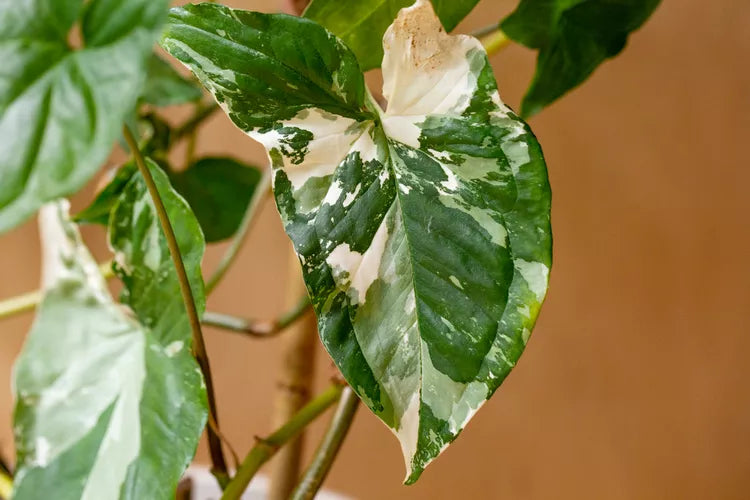 Syngonium ‘Fantasy Albo Variegata’ (Variegated Arrowhead Vine)