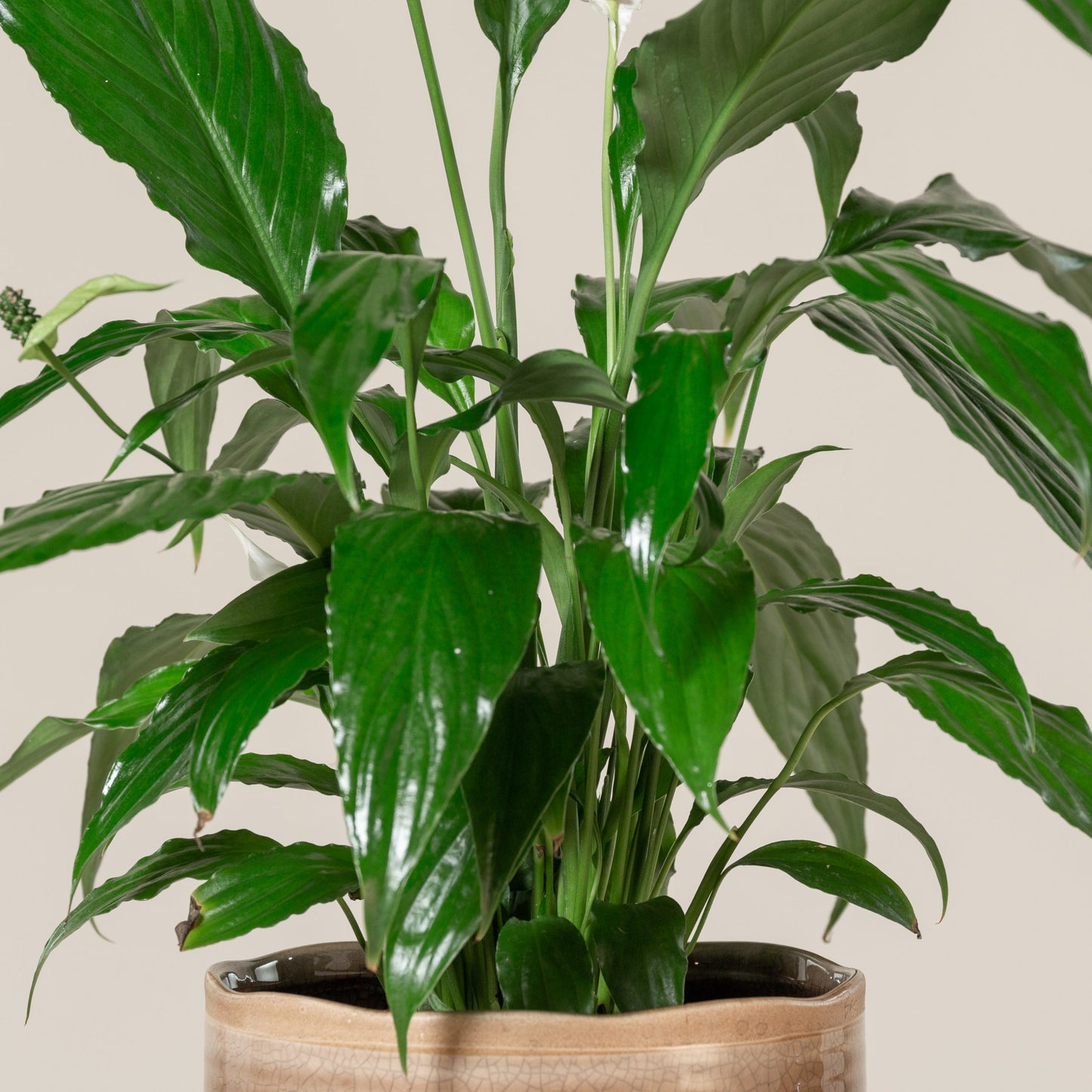 Spathiphyllum 'Sweet Rocco' (Sweet Rocco Peace Lily)