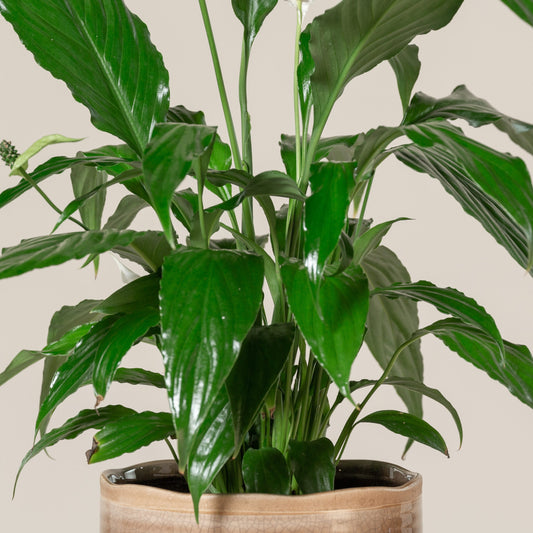 Spathiphyllum 'Sweet Rocco' (Sweet Rocco Peace Lily)