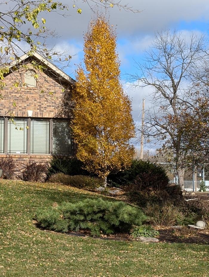 Betula Platyphylla 'Fargo' Dakota Pinnacle® (Dakota Pinnacle Birch)