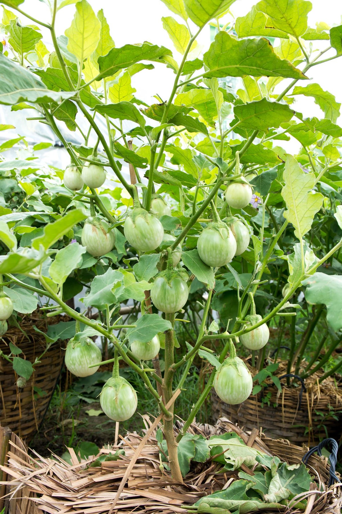 Solanum Melongena (Thai Eggplant)