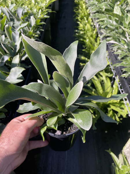 Platycerium Superbum 'S1' (Staghorn Fern)